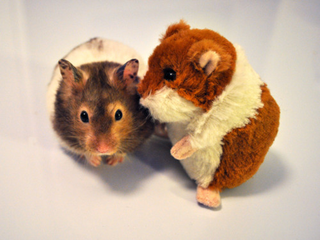 Illustration for article titled 10 Photos Of Animals With Stuffed Animals